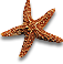 Goa Star Fish
